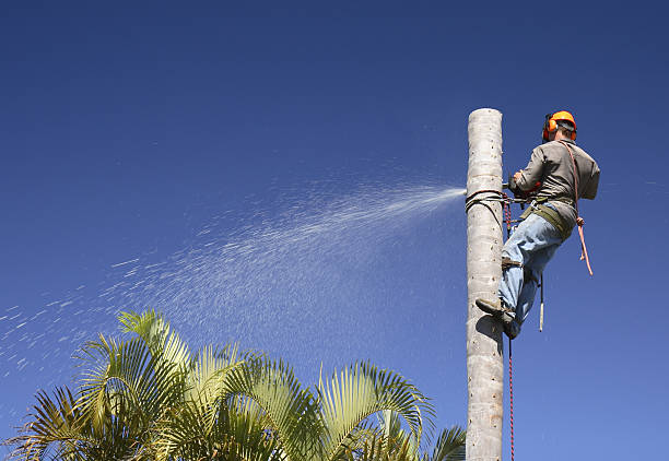 Trusted Eureka, CA Tree Care Experts