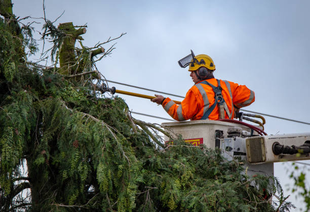 How Our Tree Care Process Works  in  Eureka, CA