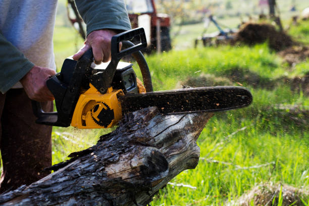 Best Tree Preservation Services  in Eureka, CA